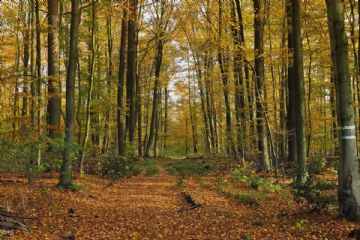Sostegno alle attivit&#224; di salvaguardia e potenziamento delle tartufaie