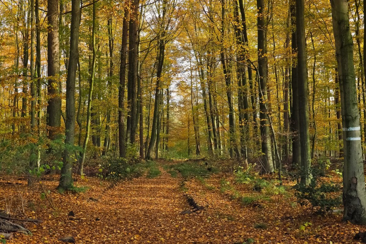 foto di un bosco in autunno