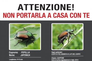 Lotte obbligatorie - Coleottero scarabeide del Giappone (Popillia japonica)