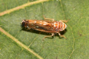 insetto giallo su foglia