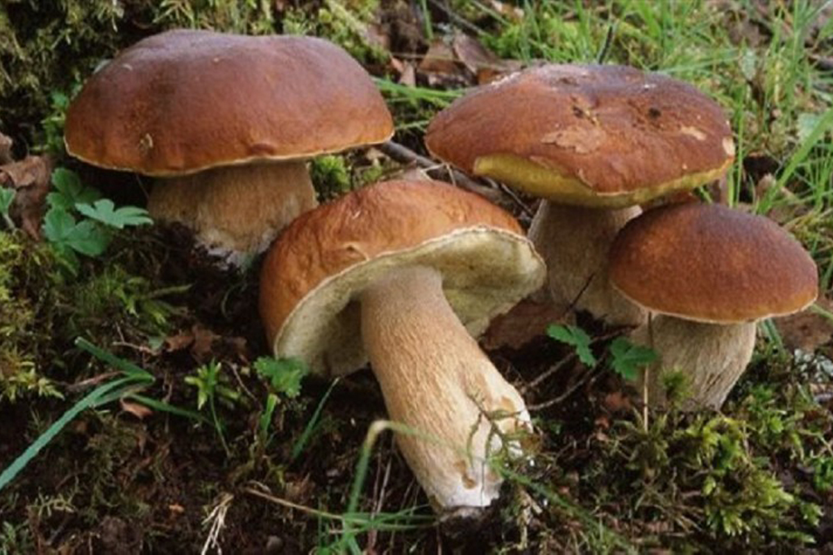funghi porcini in mezzo ad un prato