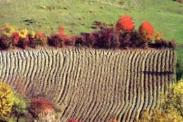 Paesaggio - Campo Arato